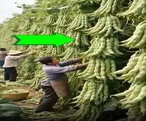 کشاورزی نوین؛ مزرعه باقالی زدن دونه ای تا نصف قد آدم میرسه موقع چیدن دیسک کمر میگیرن