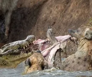 بدایع حیات وحش؛ تمساح سفاک خر راه راه شکار کرد کفتار دده از دهنش درآورد بلعید