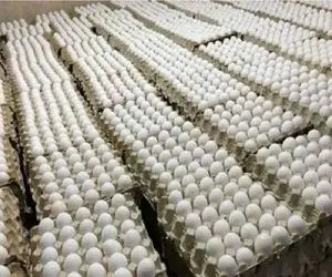 قیمت هر شانه تخم مرغ ۳۱۰ هزار تومان شد