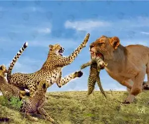 مستند حیات وحش / شیر سفاک توله یوز دد را به دندان کشید مادر ماند و دردش