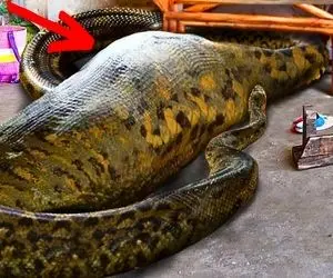 از جذابیت های حیات وحش؛ مار پیتون فیل غول رو بلعید و یک سال نمیتونه غذا بخوره