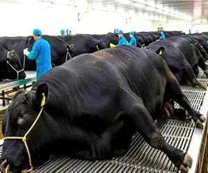 فرآوری گاو؛ گاو ژاپنی رو عیش می‌دن بشه خوراک چاق کردن جیب