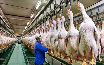 فرآوری غاز؛ غاز تو مزارع صنعتی پروار میشه تا گوشت، تخم و جیگرشون میلیون‌ها یوان بسازه