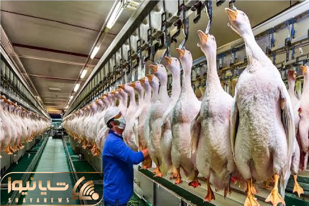 فرآوری غاز؛ غاز تو مزارع صنعتی پروار میشه تا گوشت، تخم و جیگرشون میلیون‌ها یوان بسازه