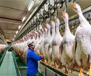 فرآوری غاز؛ غاز تو مزارع صنعتی پروار میشه تا گوشت، تخم و جیگرشون میلیون‌ها یوان بسازه