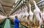 فرآوری غاز؛ غاز تو مزارع صنعتی پروار میشه تا گوشت، تخم و جیگرشون میلیون‌ها یوان بسازه