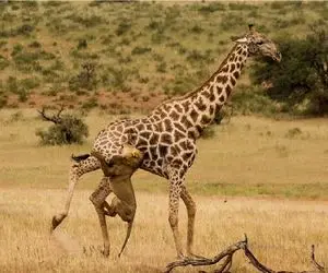 مستند حیات وحش؛ شیر شقی انقدر پاهای زرافه رو مثل اره جویید تا نقش زمین شد