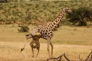 مستند حیات وحش؛ شیر شقی انقدر پاهای زرافه رو مثل اره جویید تا نقش زمین شد