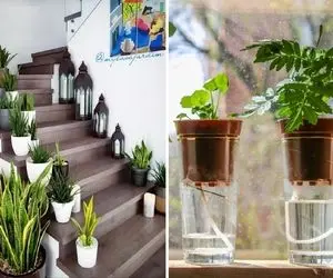 گیاهان آپارتمانی / وقتی رفتی سفر با این تکنیک های طلایی گلت خودش به خودش آب میده