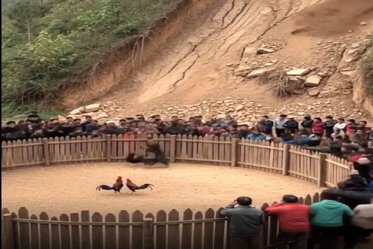 معماری طبیعت؛ آه خروس هایی که انداختن با هم بجنگن دامن گیر شد