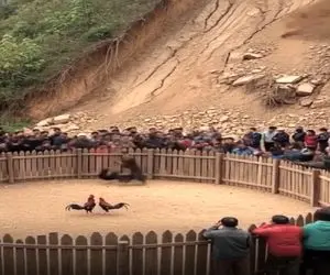 معماری طبیعت؛ آه خروس هایی که انداختن با هم بجنگن دامن گیر شد