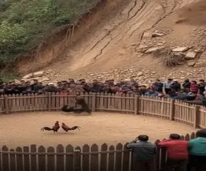 معماری طبیعت؛ آه خروس هایی که انداختن با هم بجنگن دامن گیر شد