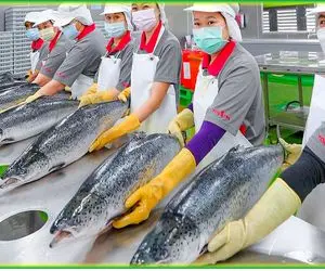 فرآوری ماهی قزل آلا؛ تخم ماهیو میکارن رشد که کرد میذارن تو دستگاه بشه قزل