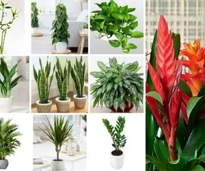 گیاهان بی نیاز به نور / در زیبایی بی همتان ولی توقعشون ازت هیچه مخصوص خونه های تاریکن