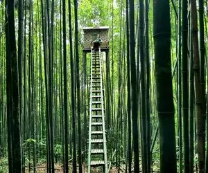 معماری خلاقانه؛ روی بلندترین درخت وسط جنگل با کاهگل و دسته بیل خونه ساخت گرگ نخورتش