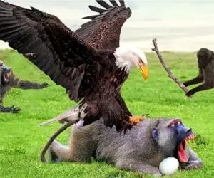 شاهکار حیات وحش؛ شکار بچه میمون شکست مفتضحانه ای شد در کارنامه عقاب