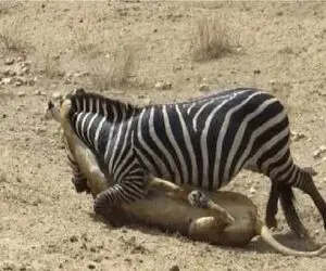 مستند حیات وحش؛ خر با فرار استراتژیک شیر خیط کرد