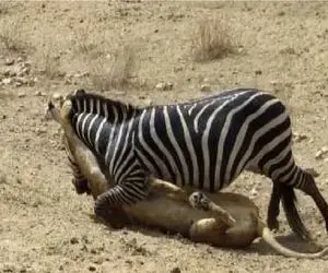 مستند حیات وحش؛ خر با فرار استراتژیک شیر خیط کرد