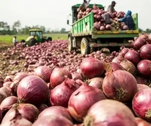 کشاورزی نوین؛ تو چند 1000 هکتار زمین بیش از 1000000 تن پیاز میکارن سیستم آبیاری ببین