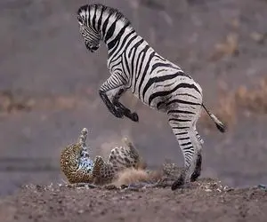 بدایع حیات وحش / خر راه راه برای نجات بچه‌ اش به پلنگ لگد می‌ زند