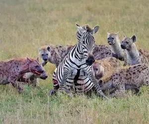 شاهکار حیات وحش؛ ببین کفتار بی اعصاب چجوری گورخر و گاو رو با دندوناش تیکه و پاره کرد