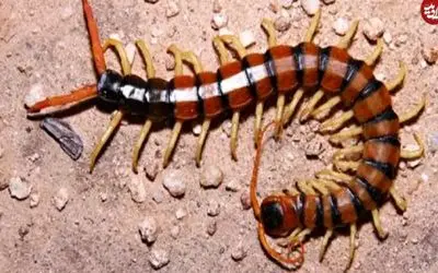 نبرد حیات وحش/ هزار پای غول پیکر حریف مار مرموز میشه/ با یه ضربه ناکارش کرد