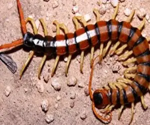 نبرد حیات وحش/ هزار پای غول پیکر حریف مار مرموز میشه/ با یه ضربه ناکارش کرد