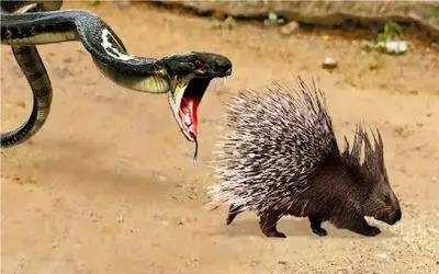 نارام زیان / نبرد لاطائل سم و تیغ میان مامبای سیاه و جوجه تیغی