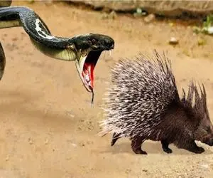 نارام زیان / نبرد لاطائل سم و تیغ میان مامبای سیاه و جوجه تیغی