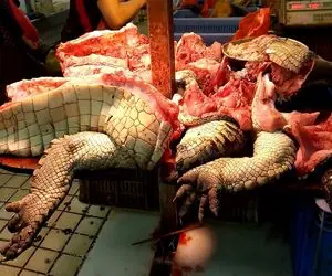 فرآوری تمساح؛ تمساح بعد پاکسازی پوستش دباغی میشه گوشتش ریش میشه برای ساندویچ