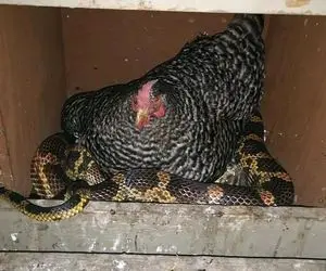 از جذابیت های حیات وحش؛ پیتون غول یهو خودشو انداخت تو لونه مرغ و خروسا چه ولوله ای شد