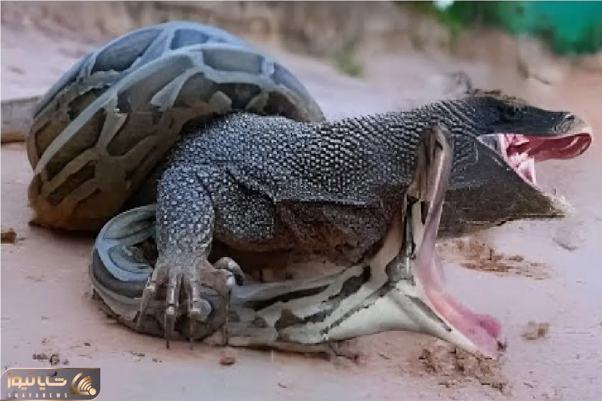 مستند حیات وحش / جدال مذبوحانه پیتون غول و کومودو که جان بر سر تخم‌هایش نهاد