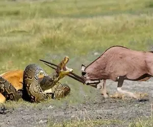 از جذابیت های حیات وحش؛ پیتون به چه جان کندنی گوزن رو از شاخ های تیزش می بلعه