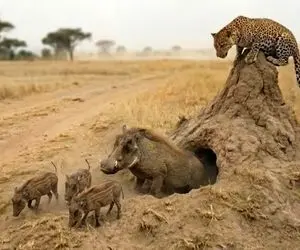 مستند حیات وحش؛ پلنگ مترصد شکار گراز