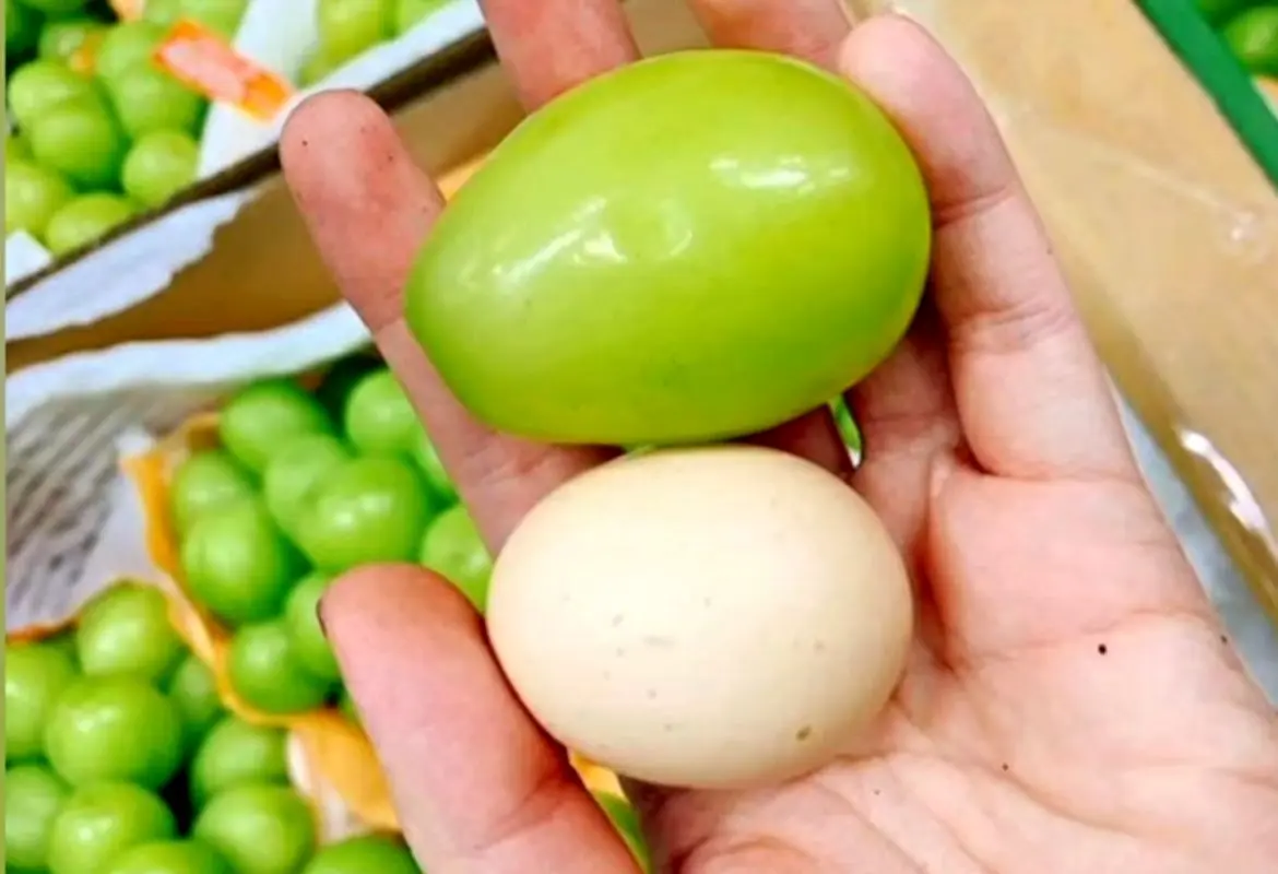 محصولات کشاورزی غول پیکر؛ انگور کاشتن هر یه دونش دو برابر یه تخم مرغ شده