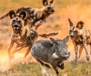 از جذابیت های حیات وحش؛ سگ های وحشی آفریقایی آنتلوپ و گراز رو دلخراش به دندون کشیدن