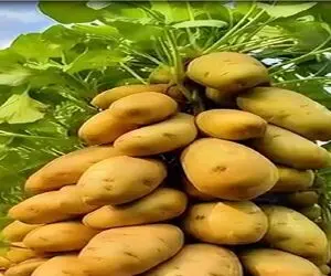کشاورزی نوین؛ بوته سیب زمینی با گوجه پیوند میزنه محصول میده قد کله اش