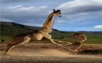 جذابیت حیات وحش؛ زرافه شتر نما شیر رو زیر لنگای درازش له و لورده کرد