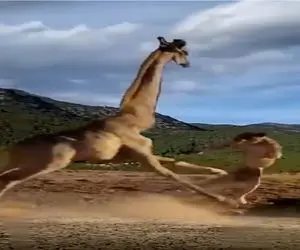 جذابیت حیات وحش؛ زرافه شتر نما شیر رو زیر لنگای درازش له و لورده کرد