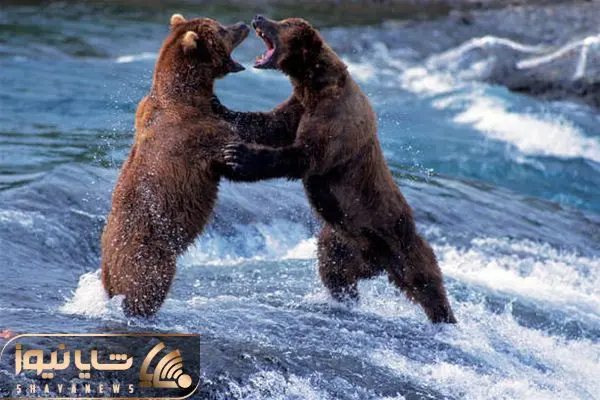 animal attack shayanews