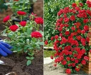 آسان ترین مدل قلمه زنی گل رز در خانه؛ گام به گام مراحل کاشت، نگهداری و میزان نور و آب