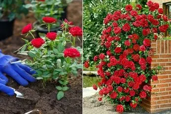 آسان ترین مدل قلمه زنی گل رز در خانه؛ گام به گام مراحل کاشت، نگهداری و میزان نور و آب