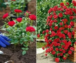 آسان ترین مدل قلمه زنی گل رز در خانه؛ گام به گام مراحل کاشت، نگهداری و میزان نور و آب