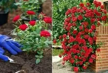 آسان ترین مدل قلمه زنی گل رز در خانه؛ گام به گام مراحل کاشت، نگهداری و میزان نور و آب