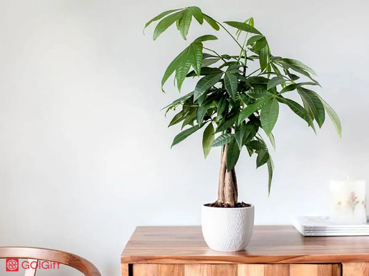 گیاه پول_ درختی