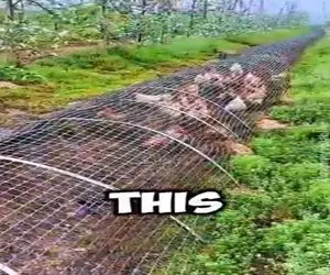 دامداری نوین؛ برا رفت و آمد مرغ ها تونل زدن نه دیگه سگ و گربه میخورنشون نه گم میشن