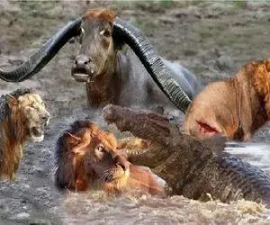 شاهکار حیات وحش؛ بزرگترین نبردهای حیات وحش رام نشده با استراتژی پیچیده