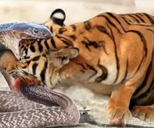 مستند حیات وحش؛ قدرت نمایی مار مقابل ببر درنده