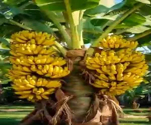 کشاورزی نوین؛ موز و پیاز رو چسبوندن بهم چنان درخت موزی پرورش دادن تو تاریخ لنگه نداره