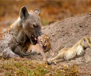 مستند حیات وحش؛ مهر سرنگونی کفتار به توله های شیر